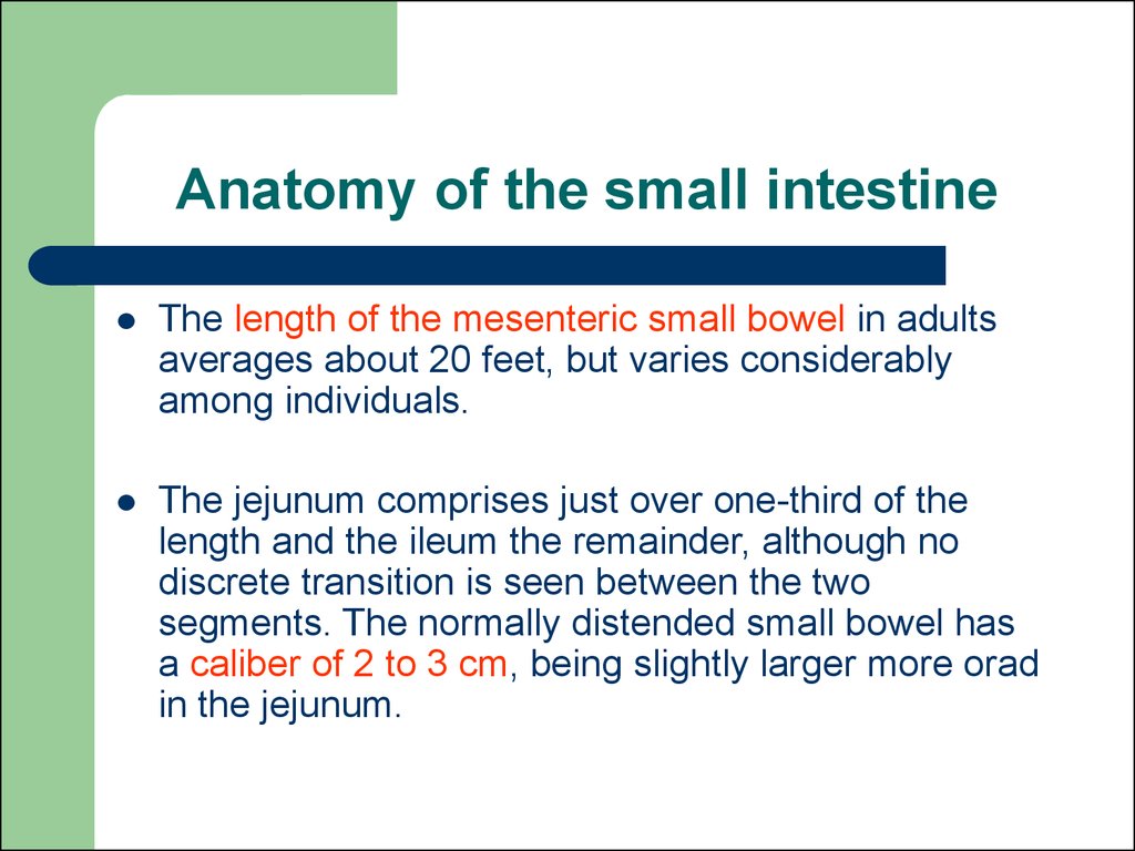 Anatomy of the small intestine