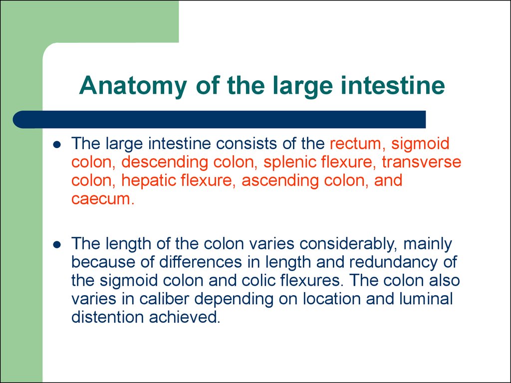 Anatomy of the large intestine