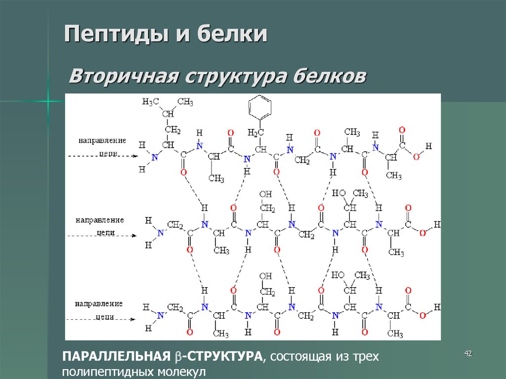 Презентация белки и пептиды