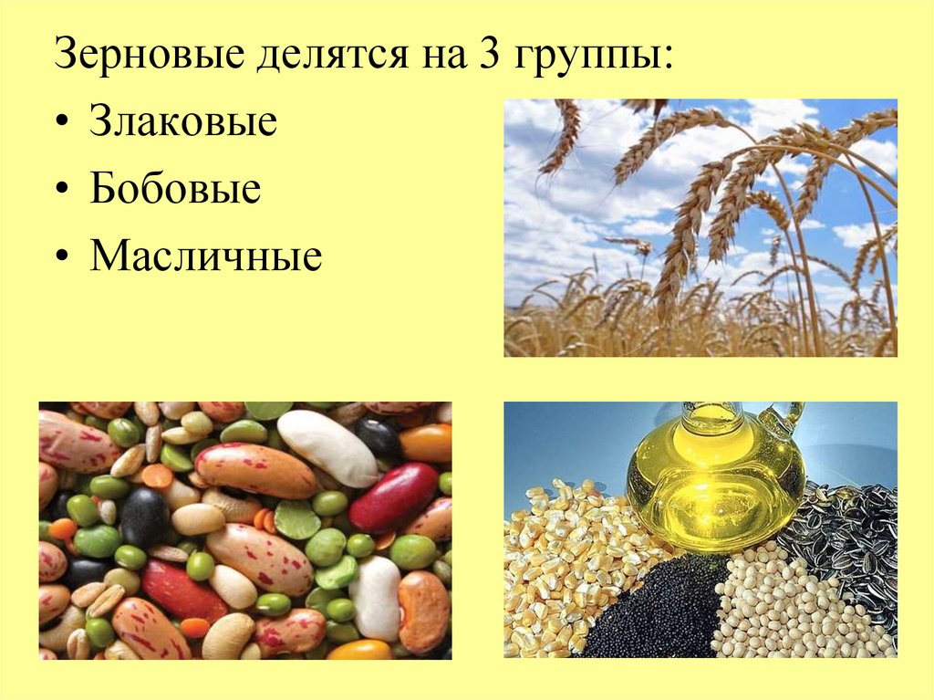 3 продукта растительного происхождения. Зерновые культуры делятся на. Продукты растительного происхождения. Зерновые, масличные и зернобобовые культуры. Злаковые и бобовые.