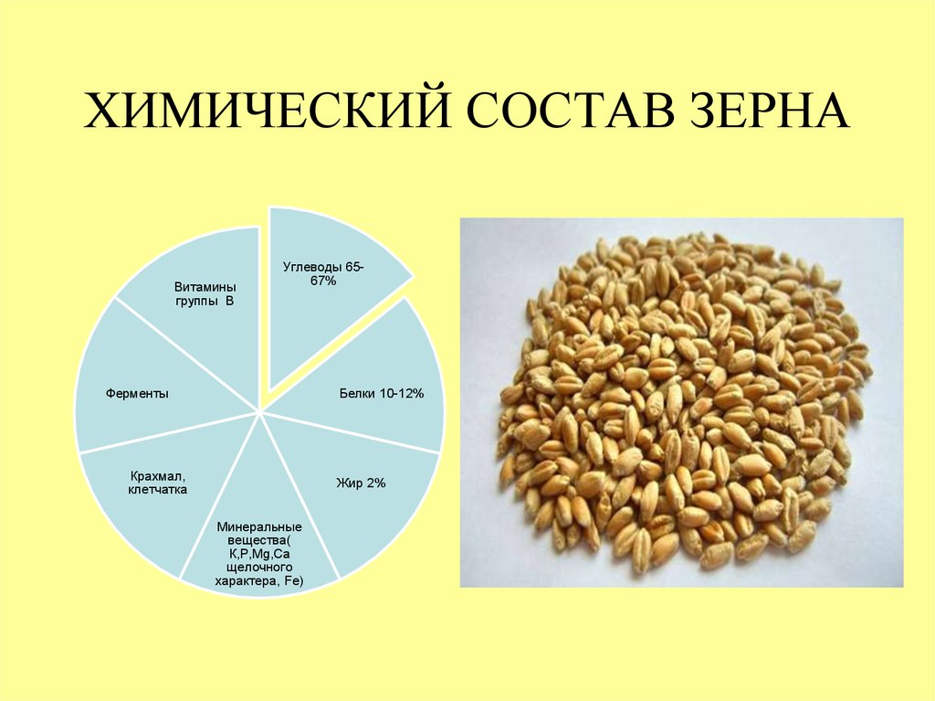 Пшеница состав белки. Химический состав зерна пшеницы. Строение и химический состав зерна пшеницы. Строение и химический состав зерна. Состав зерна пшеницы в процентах.