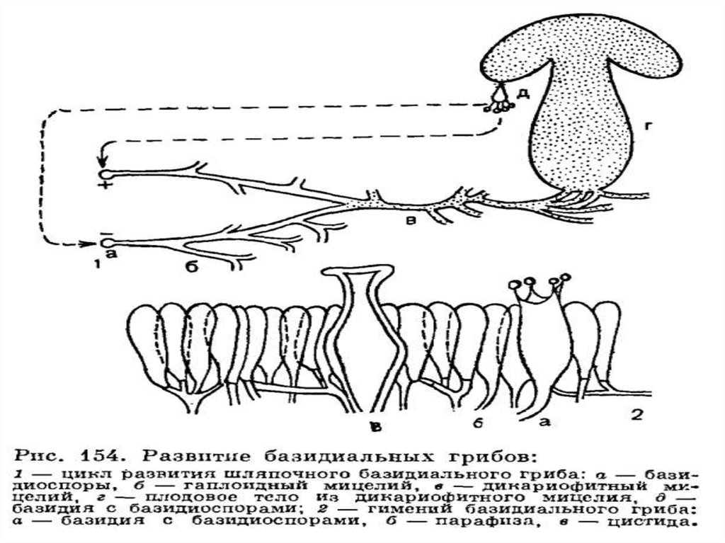 Жизненный цикл базидиомицетов.