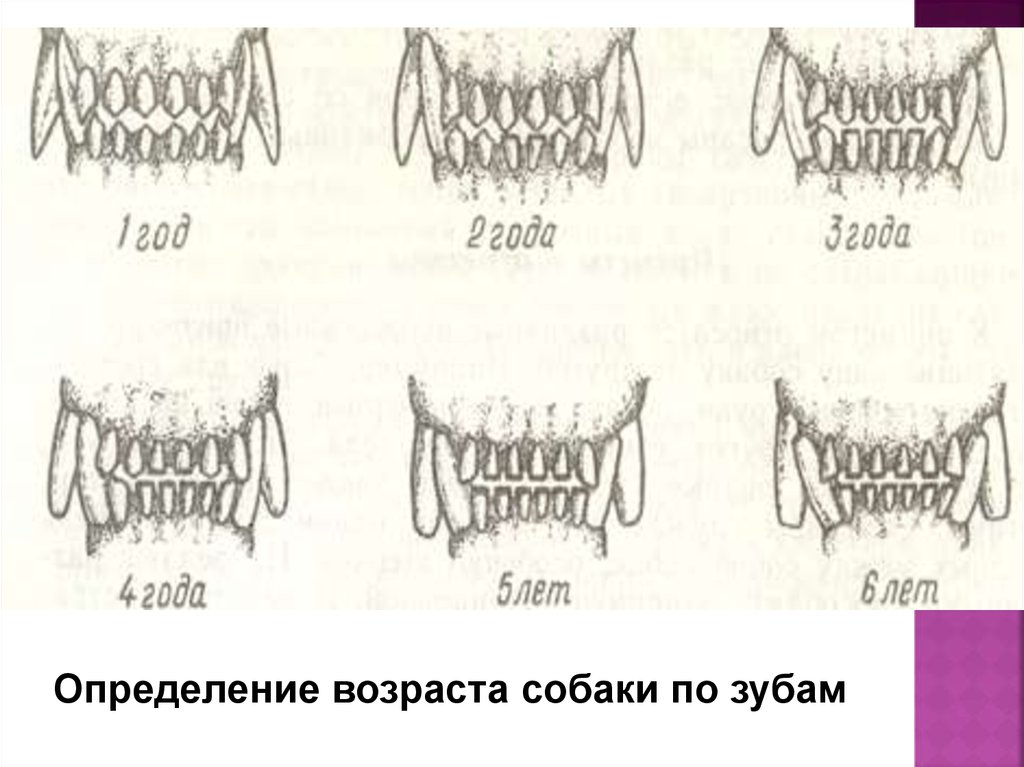 Смена зубов у чихуахуа схема возраст