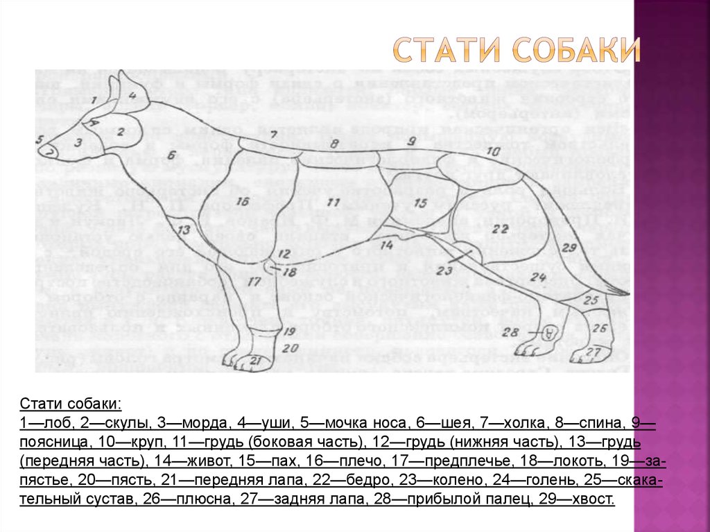 Где собака. Экстерьер собаки схема. Стати собаки. Экстерьер и стати собак. Области тела собаки схема.