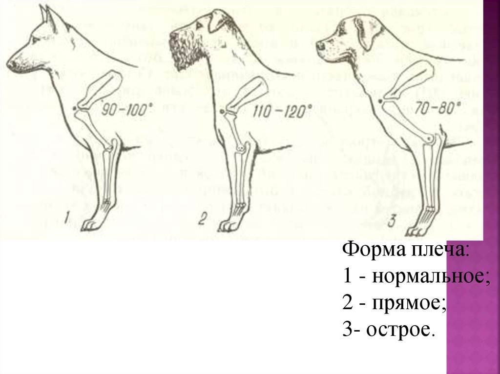 На рисунке лопатка собаки обозначена цифрой