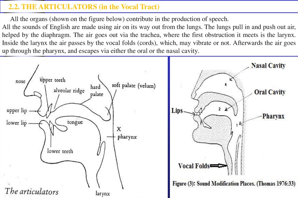 valanglia-points-of-articulation-within-english-language-sounds