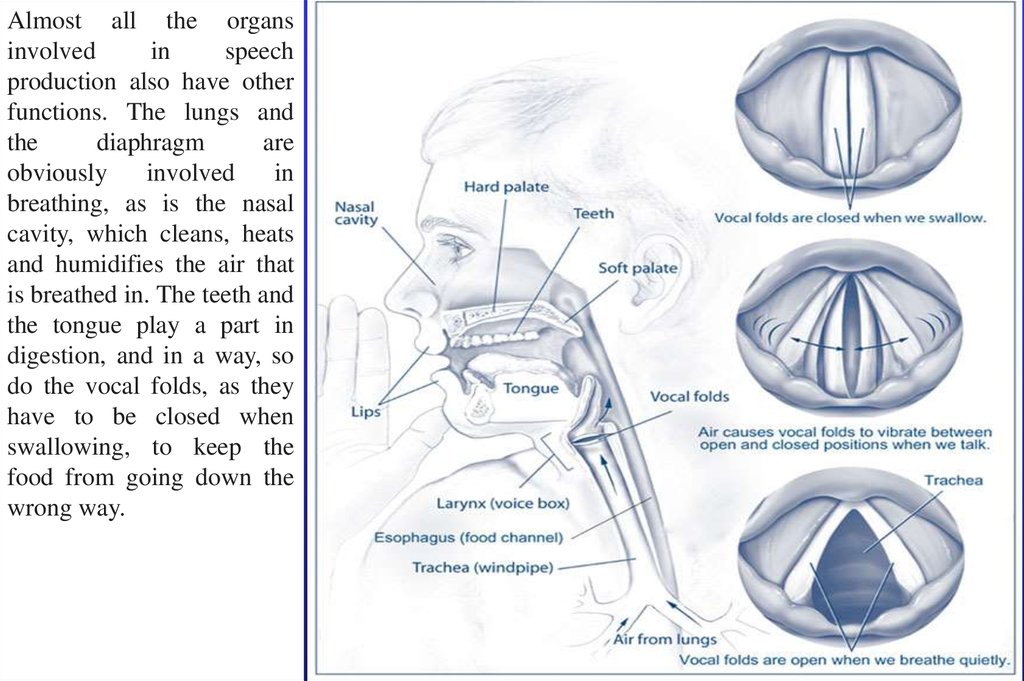 introduction-to-articulatory-phonetics-the-production-of-speech-the