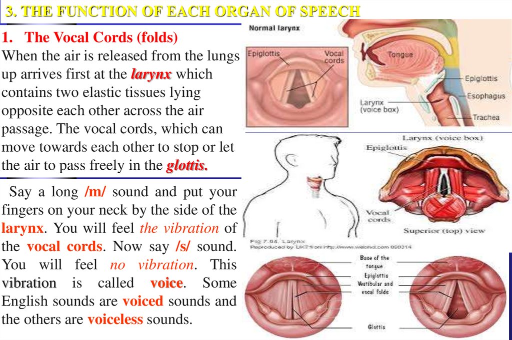 another word for speech organ