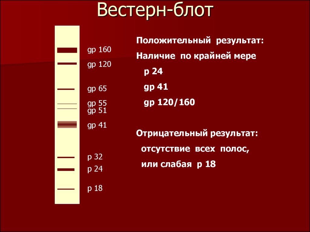 На изображении представлены результаты вестерн блоттинга. Иммуноблот ВИЧ. Иммуноблоттинг вестерн-блоттинг. Блот положительный что это на ВИЧ. Этапов реакции иммуноблоттинга.