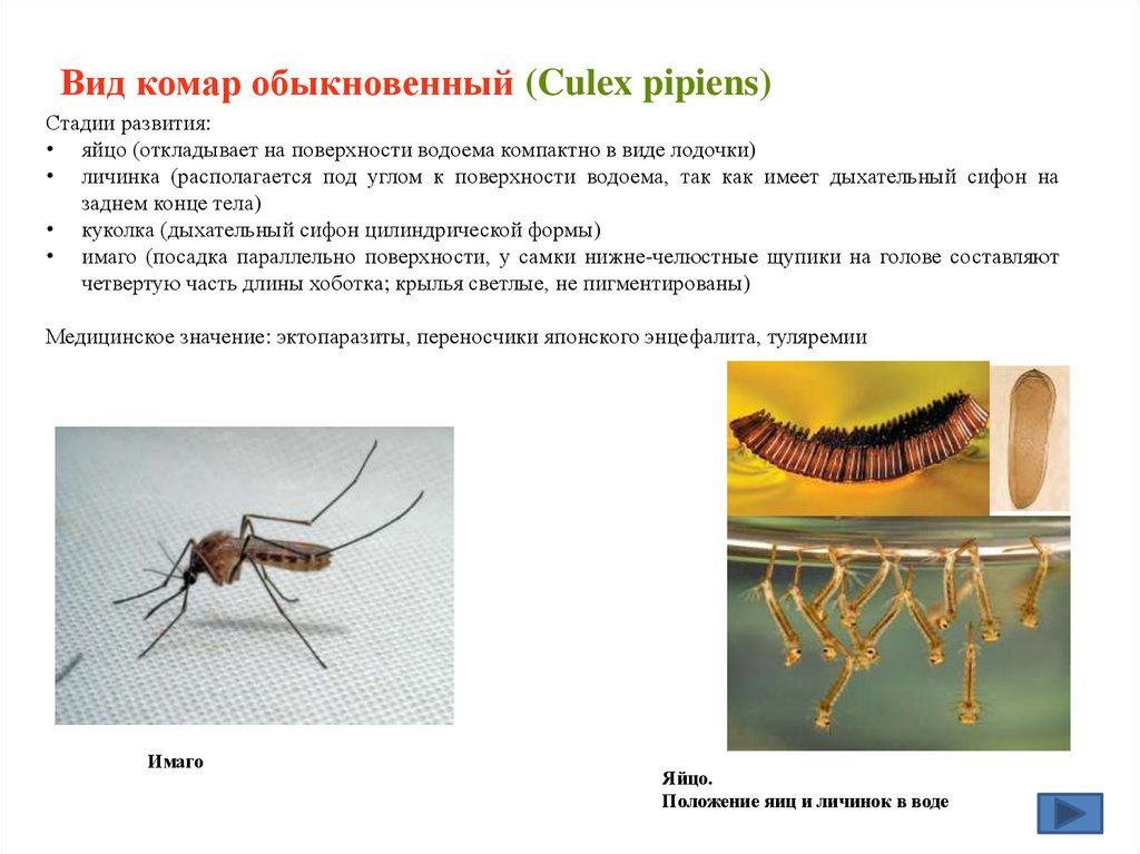 Какой тип развития у комара. Жизненный цикл комара кулекс. Комар рода Culex переносчик возбудителя заболевания. Тип развития у комаров кулекс. Culex pipiens жизненный цикл.