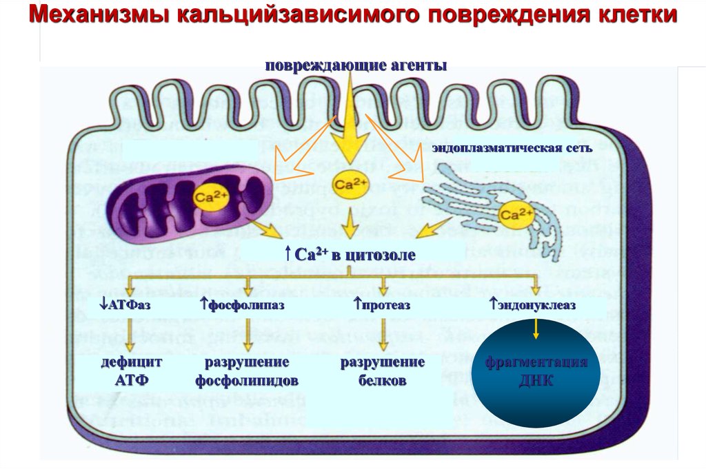 Основные механизмы повреждения клеток схема