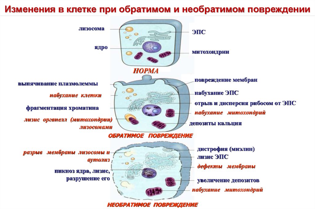 Веществ на клеточном уровне. Механизмы повреждения мембранных структур клетки. Основные механизмы патологии клетки схема. Признаки обратимого повреждения клетки. Обратимые повреждения клеток изменения клетки.