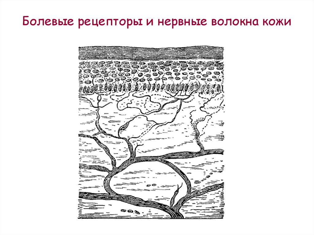 Болевые рецепторы. Болевые рецепторы и волокна.