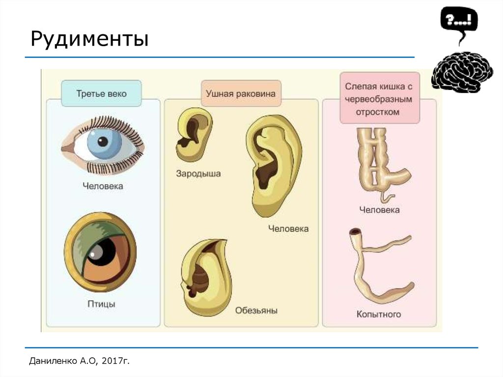 Атавизмы человека аппендикс. Ушные мышцы у человека рудименты. Рудиментарные органы пример. К рудиментам человека относятся.