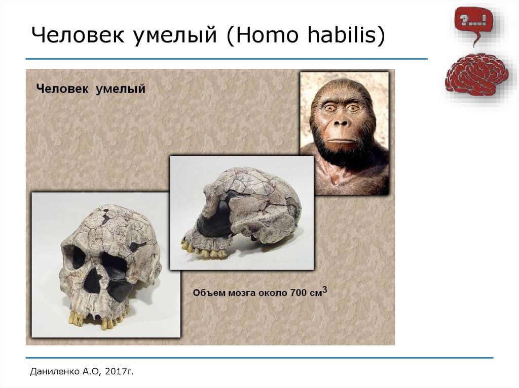 Объем мозга человека умелого. Хомо хабилис объем мозга. Объем и масса мозга человека умелого хомо хабилис. Человек умелый.