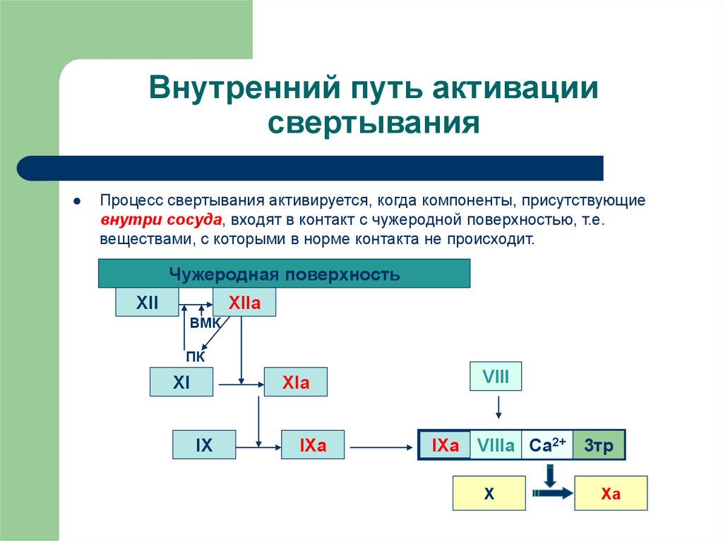 Схема последовательности активирования факторов внешнего пути свертывания крови