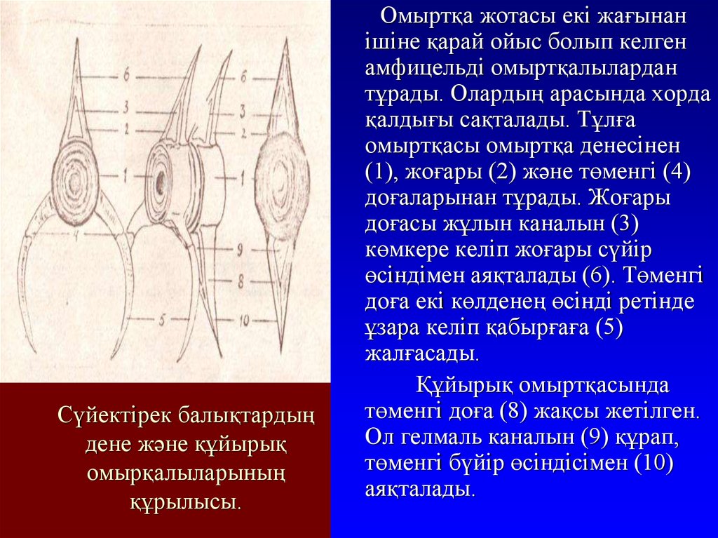 Тар жамбас презентация