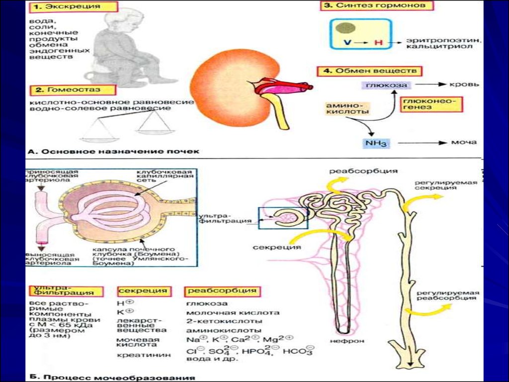 Биохимия почек и мочи биохимия презентация