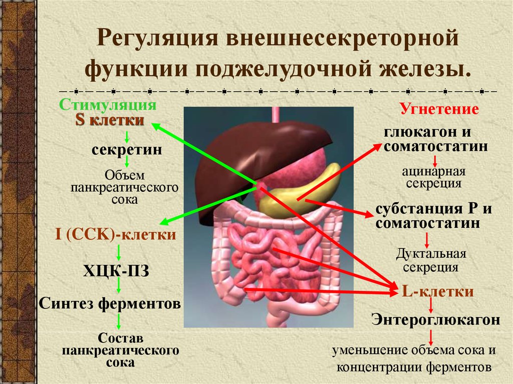 Поджелудочной железой вырабатываются ферменты. Секреция поджелудочной железы панкреатического сока. Секрецию сока поджелудочной железы стимулируют. Секрецию поджелудочной железы стимулируют гормоны. Секреторная функция поджелудочной железы.