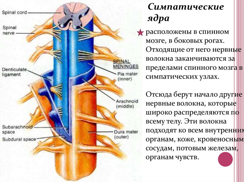 Где расположены симпатические вегетативные ядра. Система спинного мозга сбоку. Симпатическая система от бокового спинного мозга. Симпатический ствол сегменты. Ядра симпатической нервной системы.