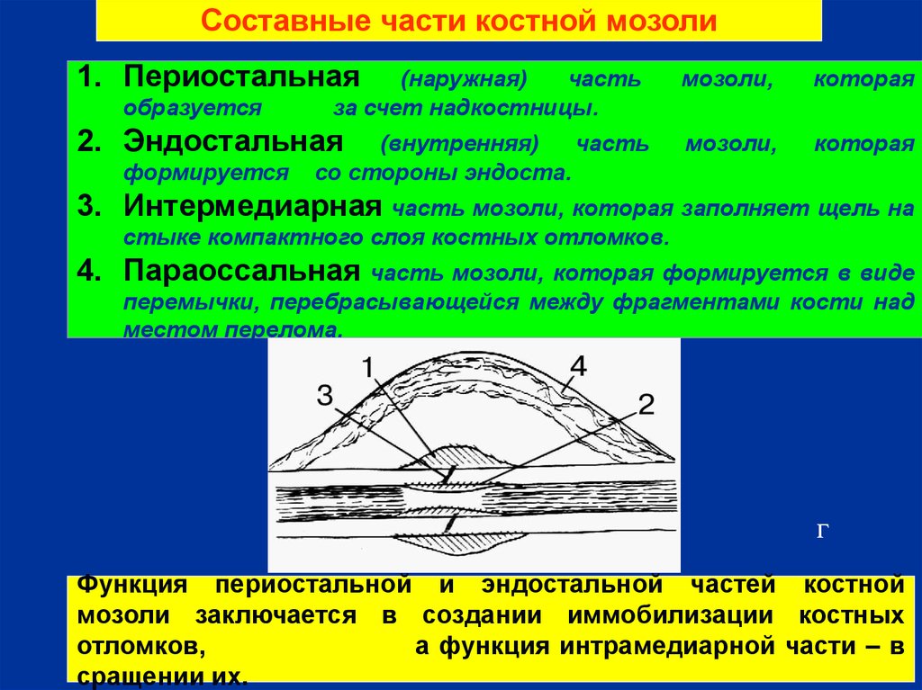 Как убрать мозоль после перелома. Формирование первичной костной мозоли. Параоссальная костная мозоль. Эндостальная костная мозоль. Этапы формирования костной мозоли переломы.