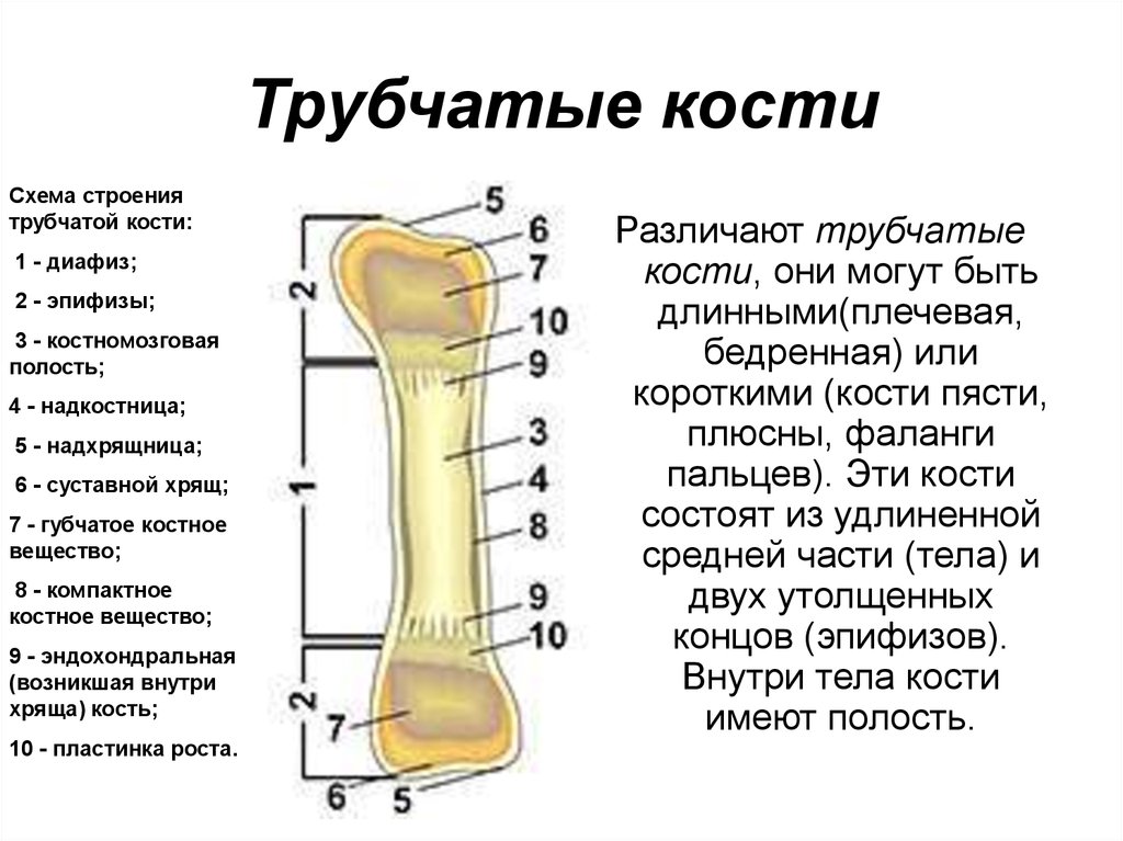 Назовите элементы строения кости обозначенные на рисунке цифрами 1 и 2 укажите особенности их