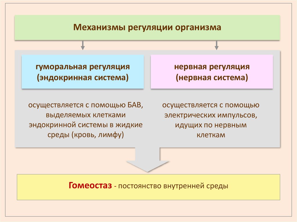 Органы регуляцией человека. Механизмы регуляции функций организма. Принципы и механизмы регуляции функций в организме. Гуморальная регуляция функций организма. Основные механизмы регуляции функции.