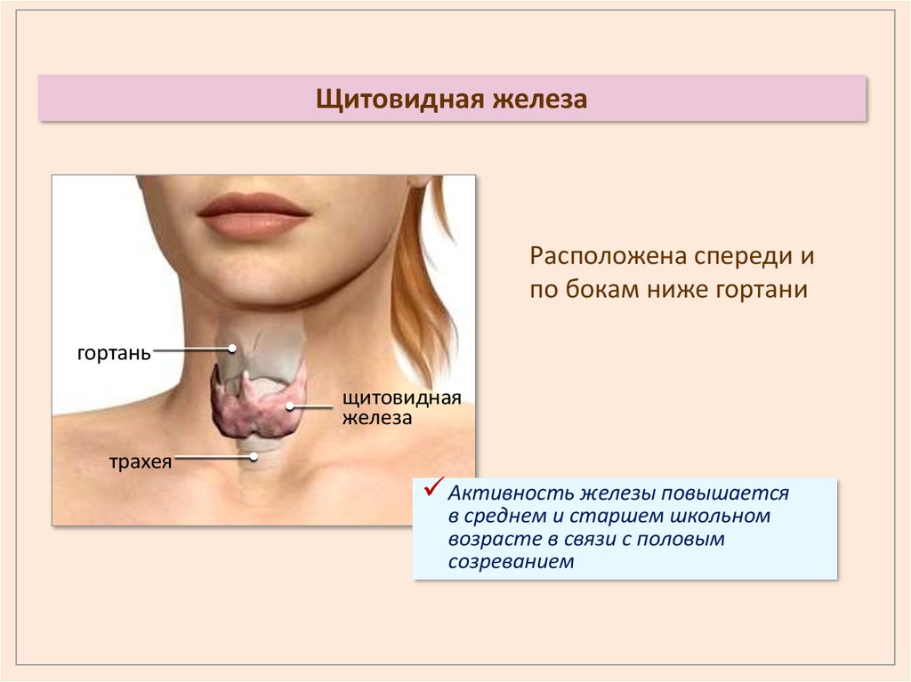 Щитовидная железа человека. Щитовидная железа расположена. Где находится щитовидная железа. Где находитсящитовиднвя железа?. Щитовидная железа расположение у человека.