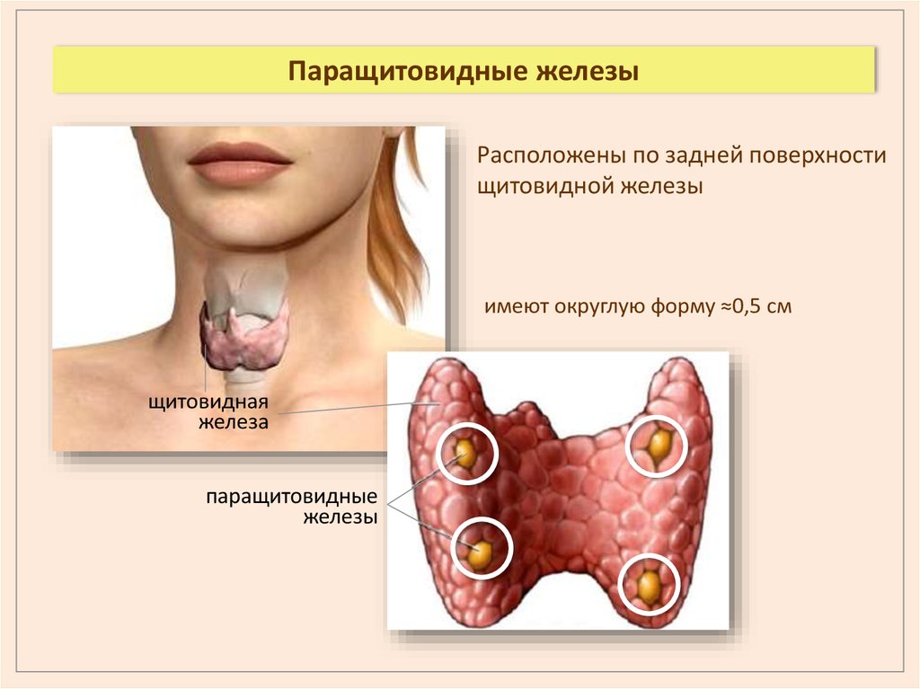 Щитовидная железа паращитовидные железы. Щитовидная железа и паращитовидная железа. Паро щитовидные железы. Паратощевидные железы. Щитовидная железа паращитов.