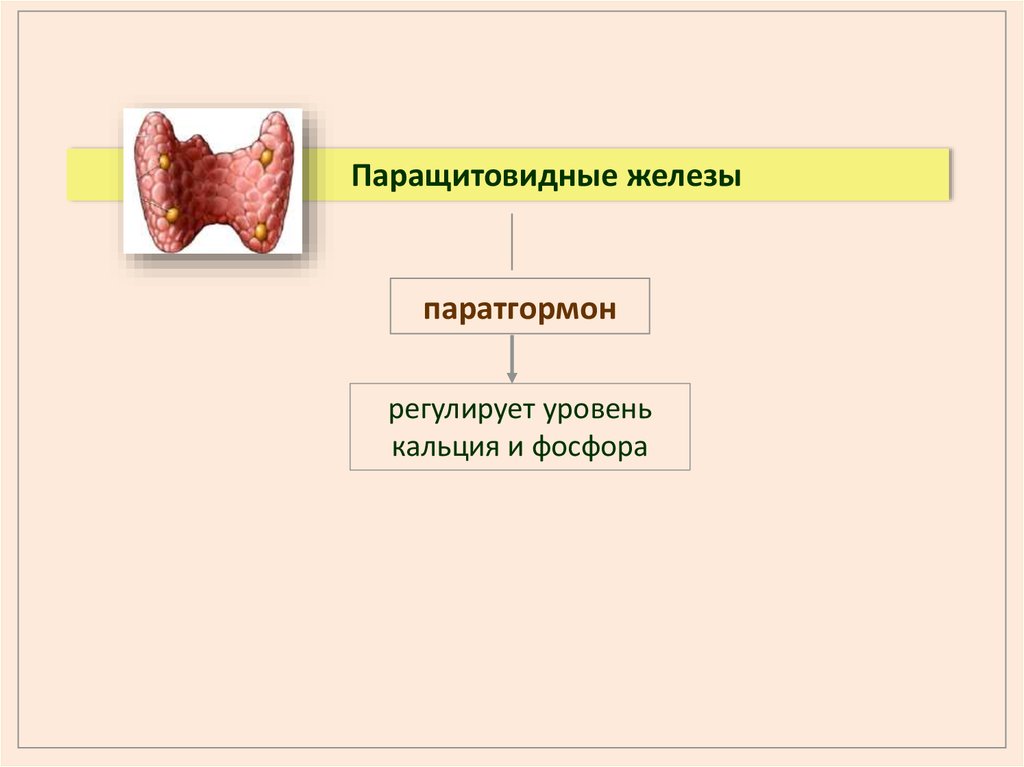 Паращитовидные железы гормоны. Паращитовидные железы паратгормон. Околощитовидные железы и паратгормон. Паратгормон кальций и фосфор. Паратгормон и фосфор.