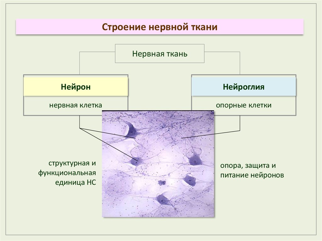 Строение полотен. Строение и особенности строения нервной ткани. Строение нервкнойткани. Структура нервной ткани. Нерв ткань строение.