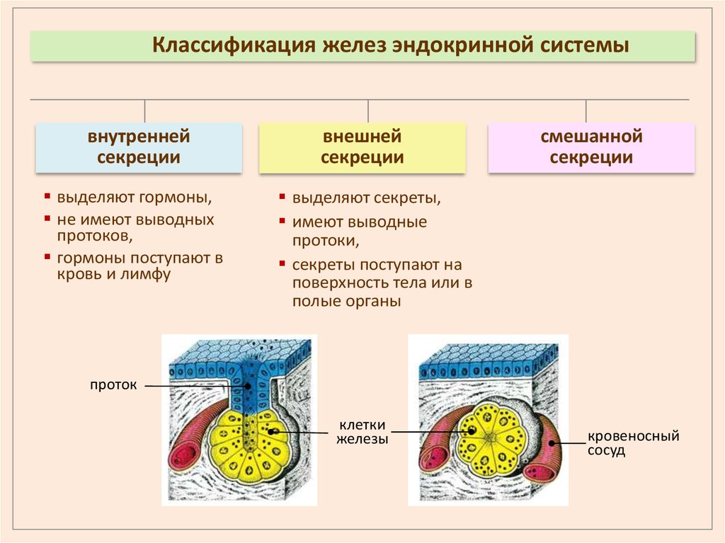 Железы живых организмов. Классификация эндокринных желез схема. Формы структурной организации эндокринных желез. Классификация эндокринных желез и гормонов. Классификация желез железа внешней секреции.
