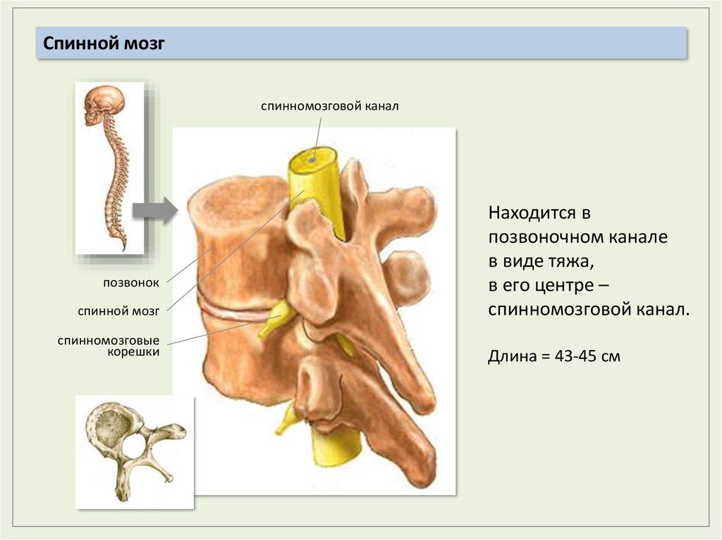 Спинной мозг в позвоночном канале рисунок 123