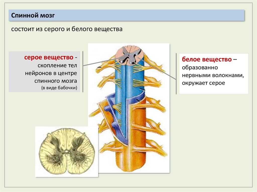 Спинной мозг волокна. Серое вещество нервной системы это. Серое и белое вещество нервной системы. Строение белого и серого вещества нервной системы. Центры спинного мозга.