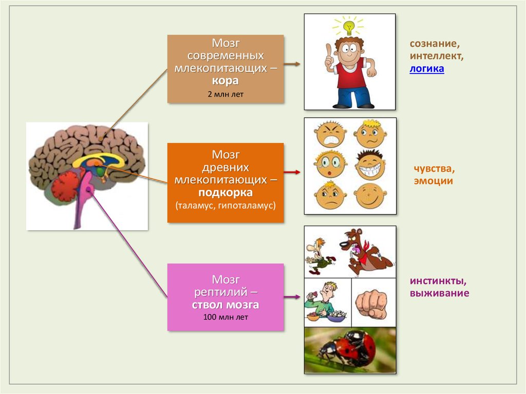 3 мозга человека. Три мозга человека. Мозг рептилии мозг млекопитающего мозг человека. Мозг рептилии в человеке. Три вида мозга человека в психологии.