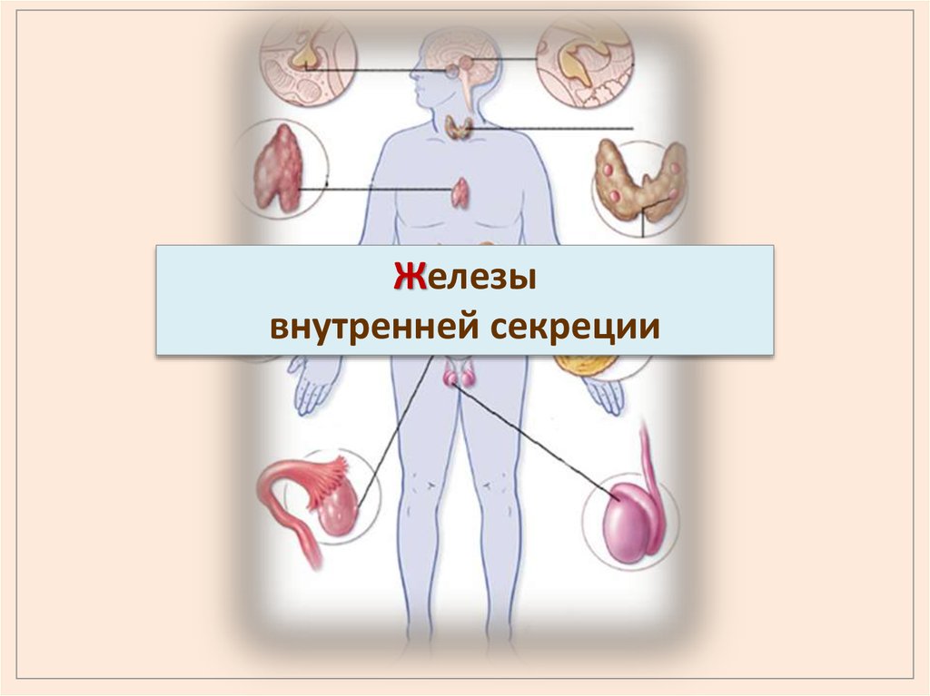 Регуляторная система человека