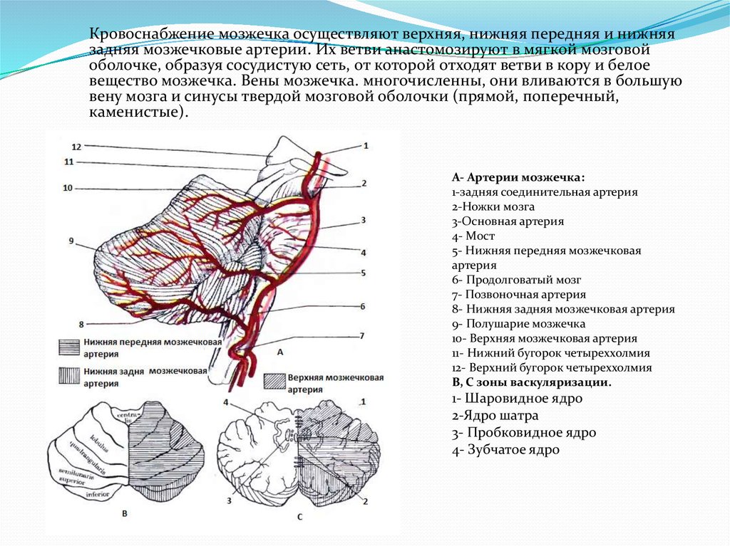 Гемисферы мозжечка изменение. Кровоснабжение мозжечка схема зоны. Передне-нижняя мозжечковая артерия. Задняя нижняя мозжечковая артерия. Кровоснабжение мозжечка на кт.