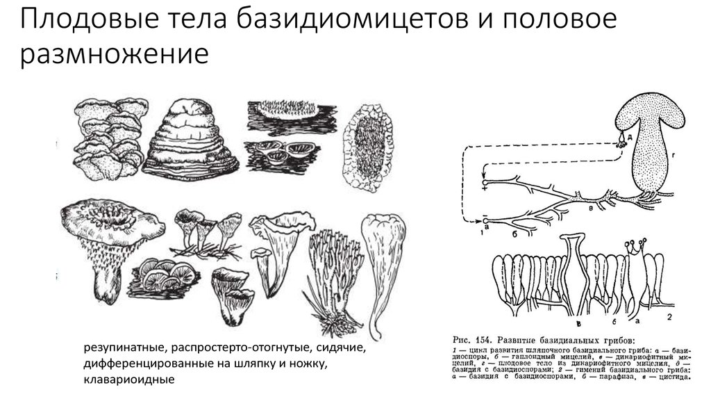 Трутовики размножение