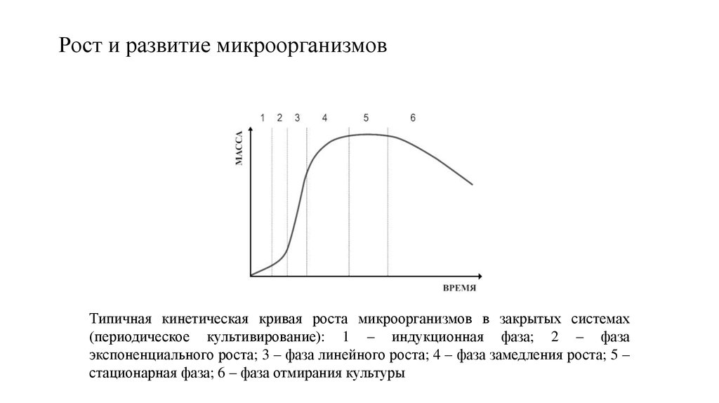 Рост микроорганизмов. Кинетическая кривая роста микроорганизмов. Кинетическая кривая роста микроорганизмов в закрытых системах. Фаза линейного роста экспоненциального роста. Типичная кинетическая кривая роста микроорганизмов.