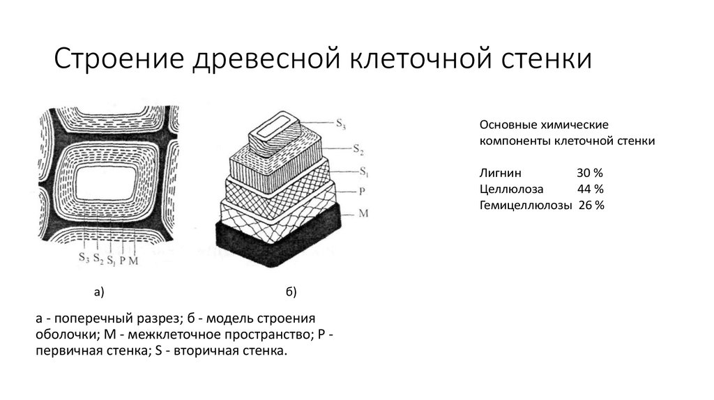 Состав и строение оболочки. Строение клеточной стенки древесины. Строение древесной клеточной стенки. Строение клеточной стенки трахеиды. Структура клеточной стенки древесины.