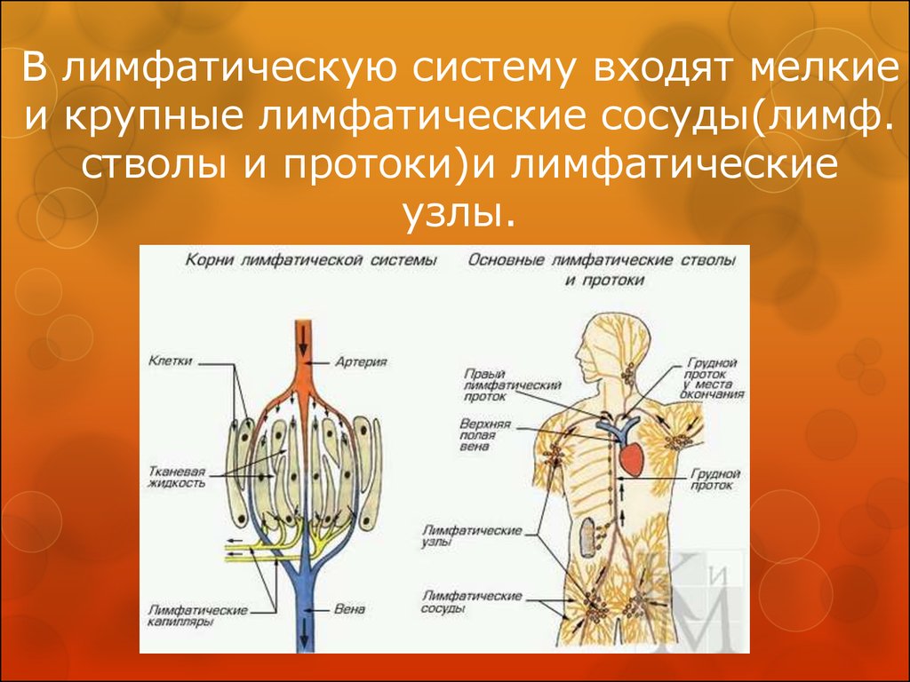 Лимфатическая система важнейшая. Лимфатическая система сосуды органы. Функции лимфатической системы анатомия. Сосуды, стволы лимфатической системы. Лимфатическая система движение крови.