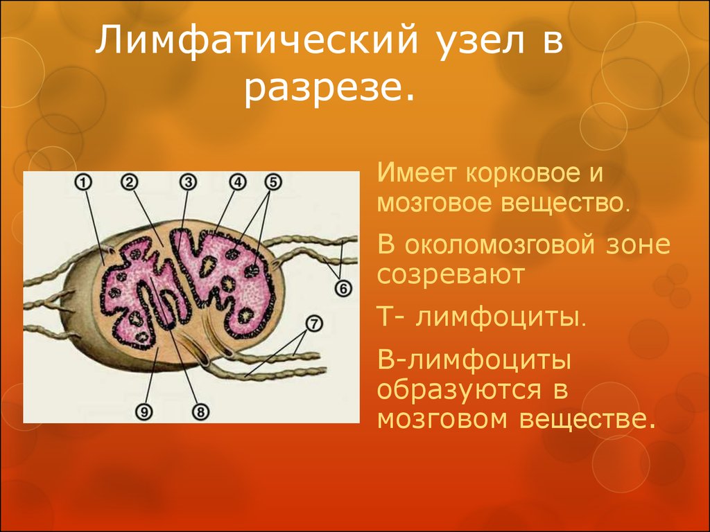 Лимфатический узел строение рисунок