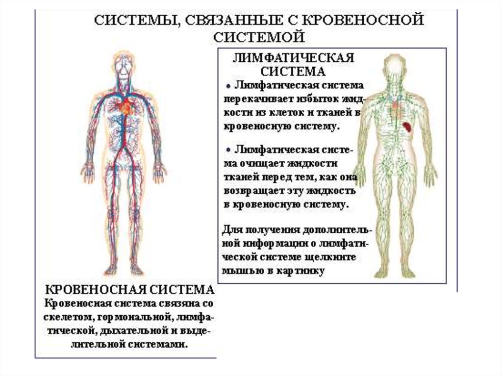 Связь лимфатической системы с кровообращением рисунок