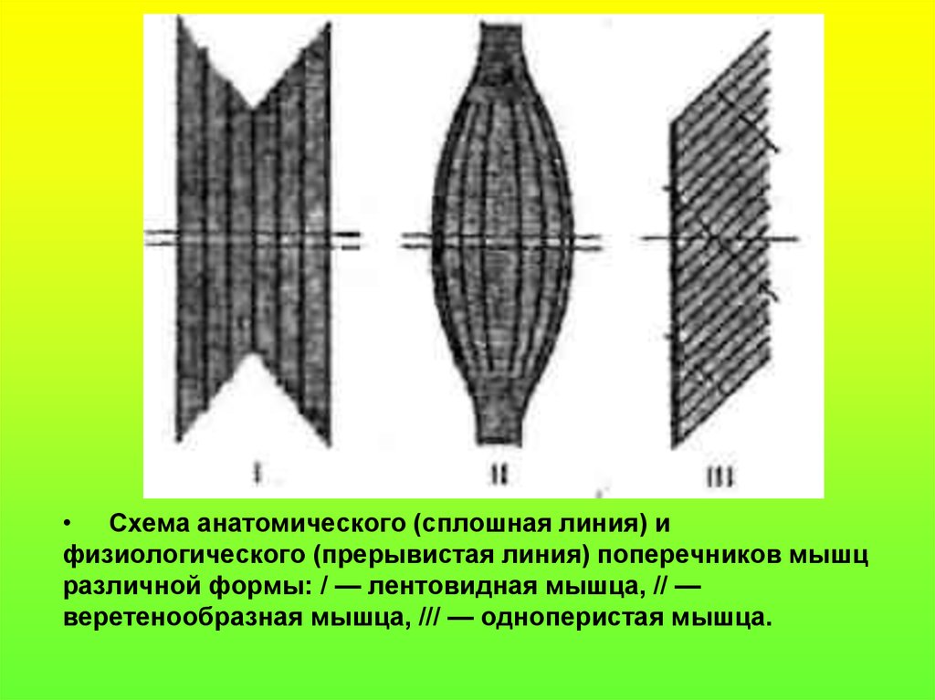 Прямолинейный разрез. Анатомический и физиологический поперечник мышц. Схема анатомического сплошная линия и физиологического. Физиологический поперечник мышцы это. Анатомический и физиологический поперечники веретенообразной мышцы.