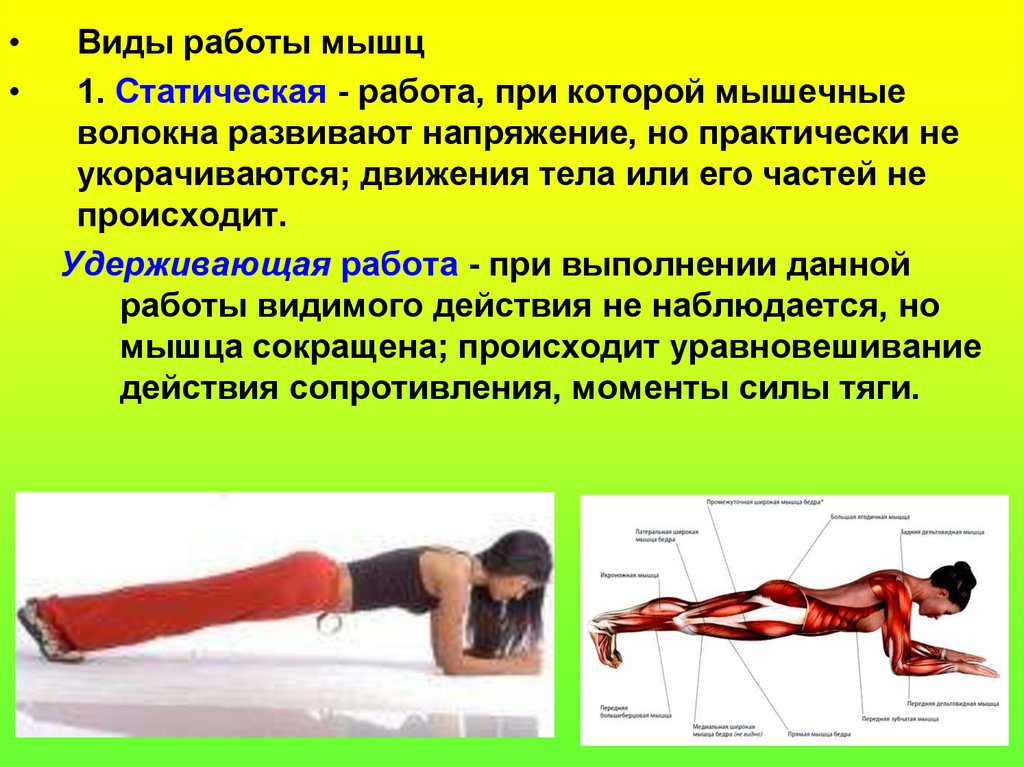 Эксцентрический режим мышцы. Виды работы мышц. Статичесое работа мвшц. Статическая работа мышц. Особенности статической работы мышц.