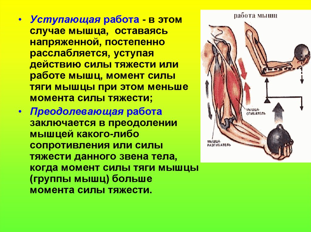Эксцентрический режим мышцы. Работа мышц. Уступающая работа мышц это. Основные режимы работы мышц. Динамическая работа мышц.