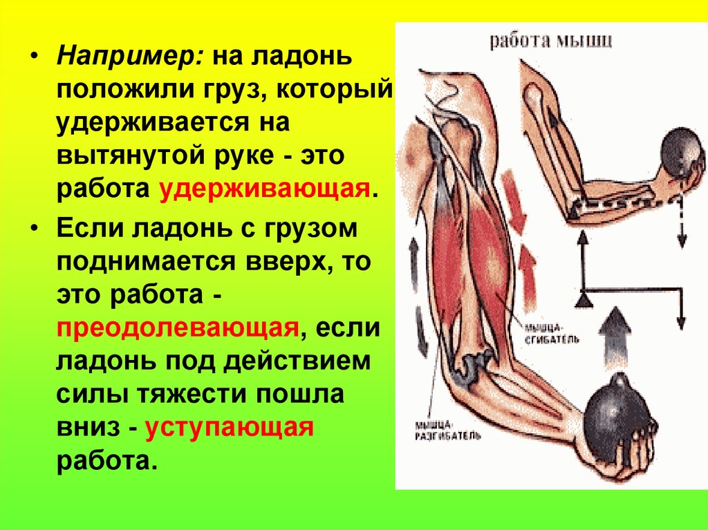 Концентрический режим работы мышц. Работа мышц. Удерживающая работа мышц. Удерживающая работа мышц примеры. Примеры работы мышц.