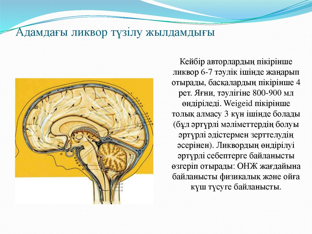 Ликвор спинного мозга