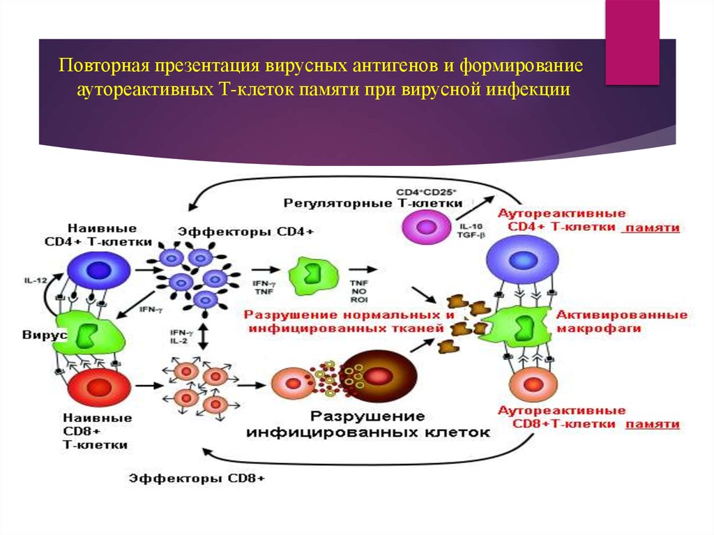 Иммунный ответ при инфекциях. Т клетки памяти. Эффекторные клетки памяти. Аутореактивные т-клетки. Презентация антигена при вирусных инфекциях.