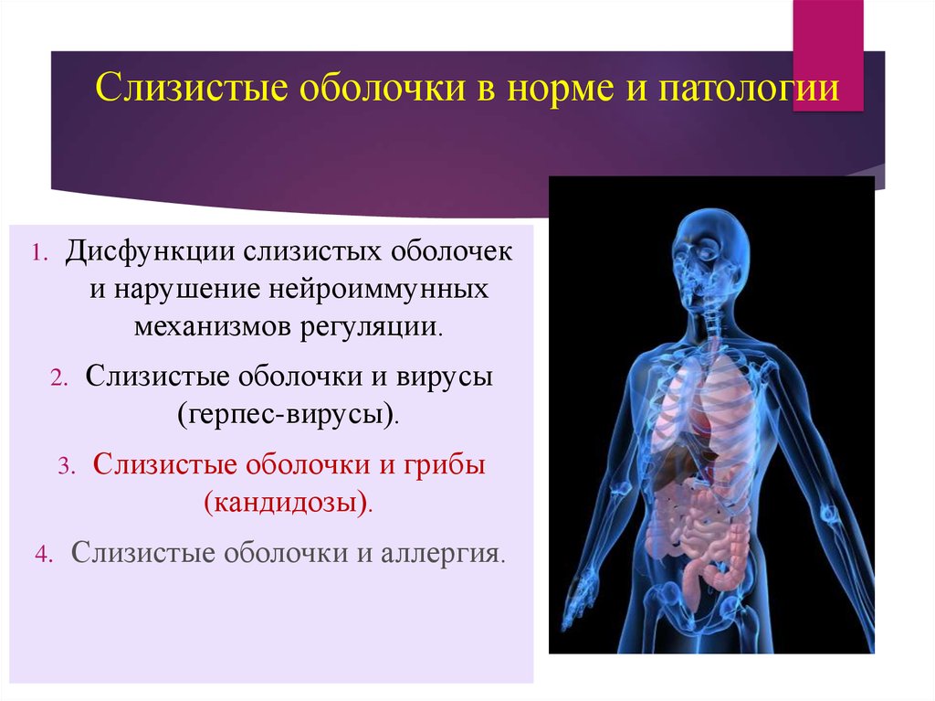 Слизистое тело. Слизистые оболочки человека. Слизистые оболочки в норме. Слизистая оболочка человека. Слизистая оболочка у человека где.